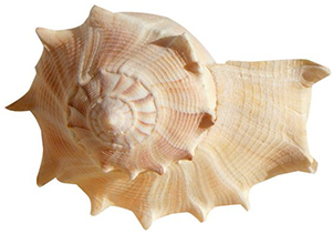 shell